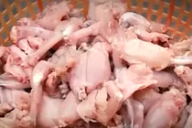 Video: Ếch trôi nổi “nhảy” vào hàng đặc sản