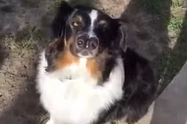 Cận cảnh về chú chó có hai mũi hết sức kỳ lạ