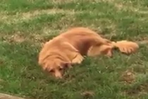 Đào hố trong vườn, chú chó nhanh chóng "phi tang" bằng chứng