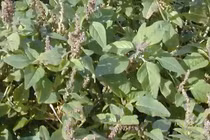 Công dụng chữa bệnh của rau dền gai bạn nên biết