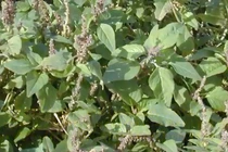 Công dụng chữa bệnh của rau dền gai bạn nên biết