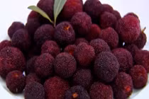 Cách lựa chọn và sử dụng quả thanh mai an toàn