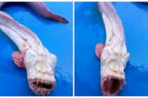 Thủy quái trườn mình, nhe răng gớm ghiếc dọa ngư dân