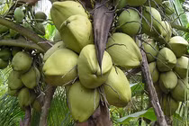 Uống nước dừa quá nhiều vào mùa hè nguy hại thế nào?