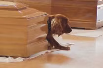 Chú chó đau khổ không rời xác chủ sau động đất 