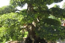 Chiêm ngưỡng cặp me cảnh cổ nhất Việt Nam