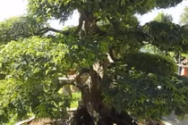 Chiêm ngưỡng cặp me cảnh cổ nhất Việt Nam