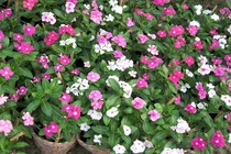 Công dụng chữa bệnh siêu hiệu quả của cây dừa cạn