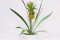 Hướng dẫn cách trồng dứa siêu đơn giản tại nhà