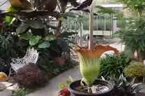 Sững sờ trước hoa tử thi khổng lồ phát ra mùi cá thối