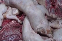 Thâm nhập lò giết mổ heo bệnh, heo chết, bốc mùi nồng nặc