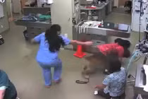 Chó cõng bác sĩ thú y chạy thoát khỏi phòng khám gây sửng sốt