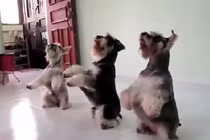 Đàn chó nhảy Gangnam Style cực chất