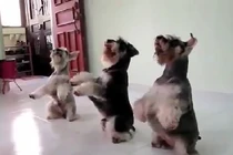 Đàn chó nhảy Gangnam Style cực chất