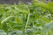 1 nghìn đồng 3 bó không ai mua sau clip “Cây chổi quét rau“