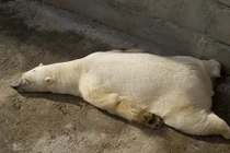 Tư thế ngủ siêu dễ thương của động vật (2)