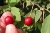 Công dụng tuyệt vời của quả cây trứng cá