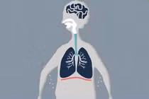 Lá phổi hoạt động như thế nào trong cơ thể