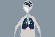Lá phổi hoạt động như thế nào trong cơ thể