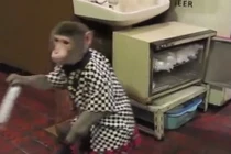 Độc đáo những chú khỉ hầu bàn chuyên nghiệp tại quán ăn