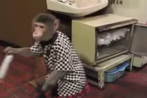 Độc đáo những chú khỉ hầu bàn chuyên nghiệp tại quán ăn