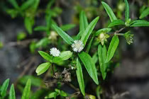 5 bài thuốc chữa bệnh tuyệt vời từ cây nhọ nồi