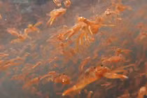 “Bão cua” khủng khiếp tấn công bờ biển Mỹ