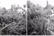 Rét âm 1 độ C, băng giá phủ trắng Fansipan