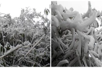 Rét âm 1 độ C, băng giá phủ trắng Fansipan