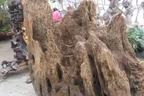 Video: Khám phá các loại gỗ “đắt như vàng” ở Việt Nam