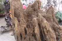 Video: Khám phá các loại gỗ “đắt như vàng” ở Việt Nam