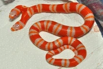 Chiêm ngưỡng quái vật rắn hai đầu Medusa giá 1 tỷ đồng