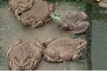 Bí quyết nuôi ếch bằng tỏi thu tiền tỷ mỗi năm