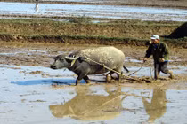 Không phải ai cũng biết: Nông dân Việt điều khiển trâu bò ra sao?