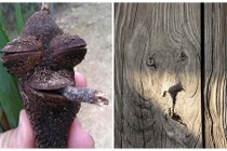 Những khuôn mặt ẩn náu quanh ta