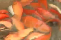 Cá chép đỏ được mùa dịp Tết ông Công ông Táo