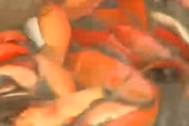 Cá chép đỏ được mùa dịp Tết ông Công ông Táo