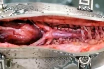 Bí mật khủng khiếp đằng sau những chiếc túi da sang chảnh