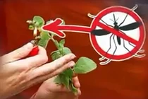 Video: 10 bí kíp sinh tồn ai cũng cần phải biết