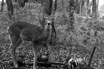 Phát hiện bằng chứng hươu ăn thịt người gây chấn động 