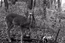 Phát hiện bằng chứng hươu ăn thịt người gây chấn động 