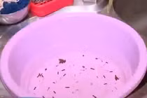 Hãi hùng giun sán lúc nhúc trong nước sinh hoạt ở Hà Nội