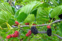 Công dụng chữa bệnh tuyệt vời của cây dâu tằm