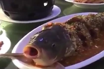Kinh ngạc cá đã nấu chín sống lại sau khi uống rượu