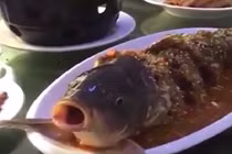 Kinh ngạc cá đã nấu chín sống lại sau khi uống rượu