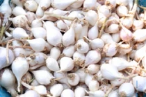 Giật mình giá tỏi cô đơn ở Lý Sơn 