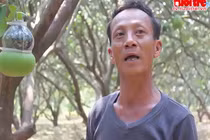 Gặp người tiên phong trồng bưởi hồ lô tại Đồng Nai