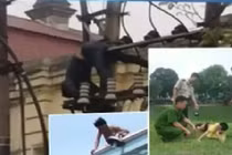 Muôn kiểu ngáo đá bị ảo giác náo loạn đường phố