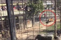 Sửng sốt với người phụ nữ nhảy vào chuồng hổ nhặt mũ rơi