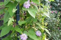 Món ăn bài thuốc chữa bệnh mất ngủ từ cây lạc tiên